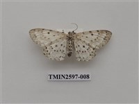 藏品(尺蛾110)的圖片